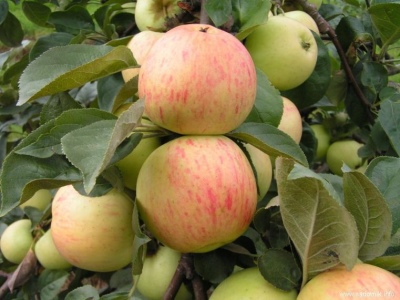 Apple tree Anniversary