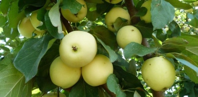Jung's apple tree