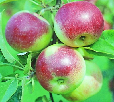 شجرة التفاح عالم الطبيعة الشاب