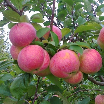 مطلوب شجرة التفاح
