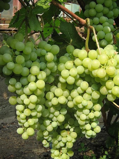 Zuecos de perlas de uva