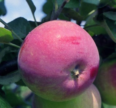 Æbletræ Zhigulevskoe