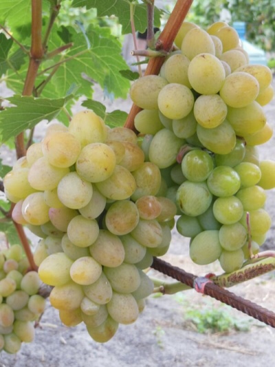 Grapes Golden Potapenko