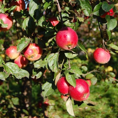 Apfelbaum Sternchen