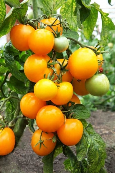 番茄杏
