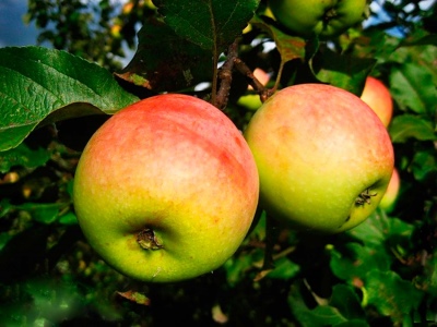 التفاح-شجرة المشمش