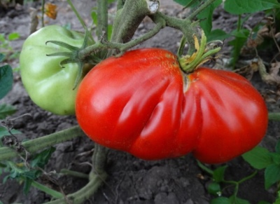 Tomaten Abruzzen