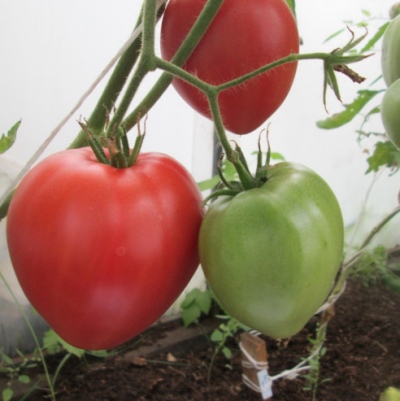 番茄非洲藤本植物