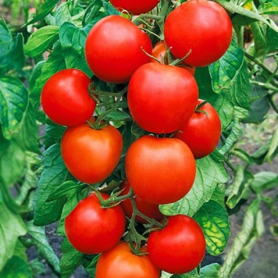 Tomato Aphrodite