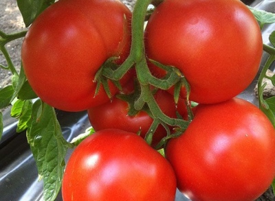Tomate Agilis