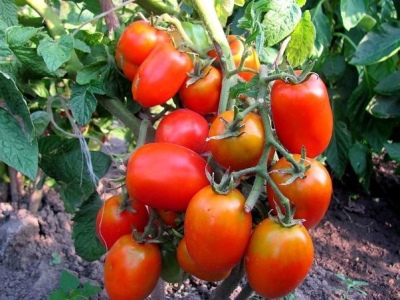 Aquarelle de tomate