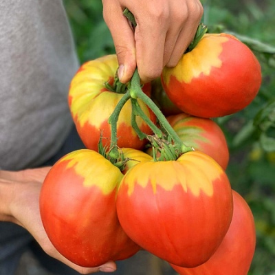 Aube écarlate tomate