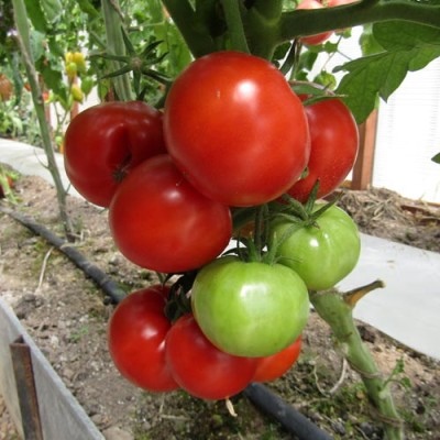Tomato Alenka