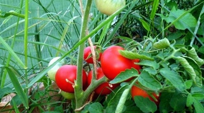 Tomato Alpatieva 905 A