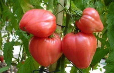 Tomato Alsou