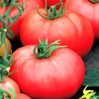 Altai bogatyr tomat