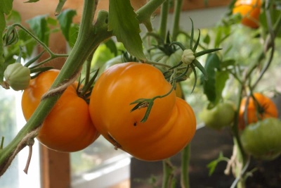 Altai orange tomato