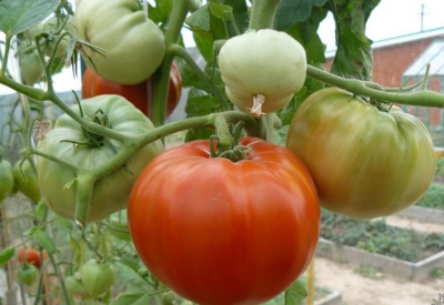 Chef-d'œuvre de la tomate de l'Altaï