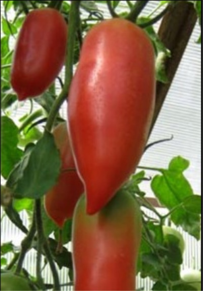 Bougies Tomate Scarlet