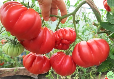 Tomate côtelée américaine
