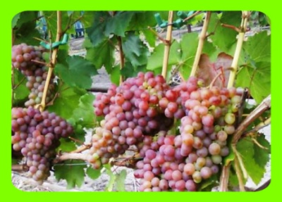 Amirkhan grožđe