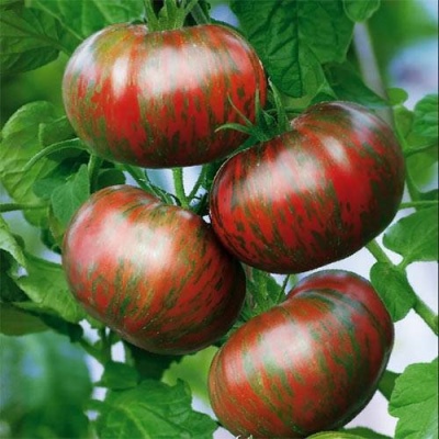 Tomate Amur-Tiger