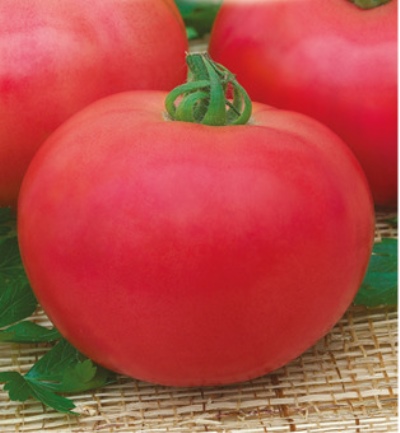 Tomate rose d'Andromède