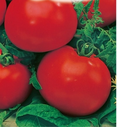 Tomate Andromède