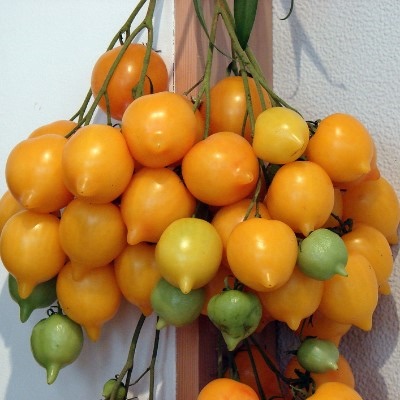 طماطم آنا الألمانية