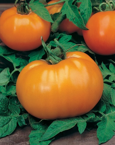 Tomaten-Orange