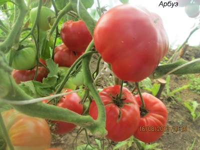 Tomate Pastèque
