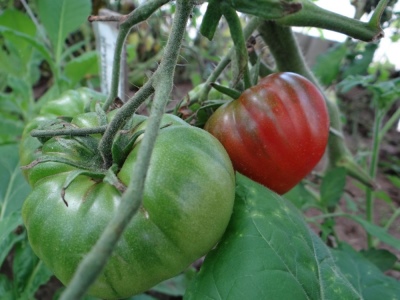 西瓜番茄