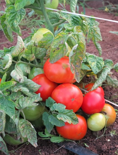 Tomaten Asket