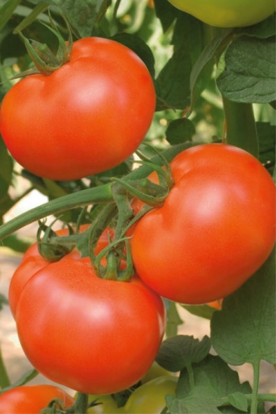 Tomato Astrakhan