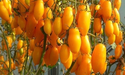 Auria gul tomat
