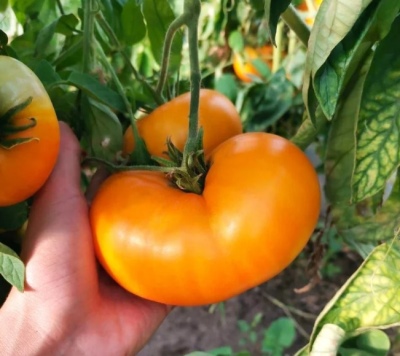 El beso de la abuela de tomate