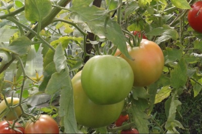 Tomaten Babushkino mand
