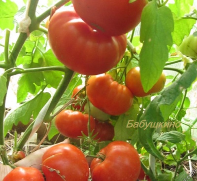 Babushkino à la tomate