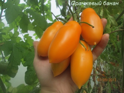 Orange banan tomat