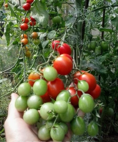 Tomate Berberitze