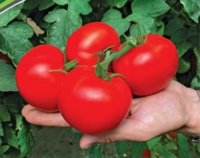 Tomate Barika