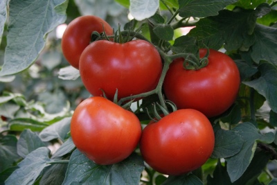 Tomat Barin