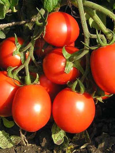 Barnaul canned tomato