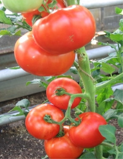 Tomato Baron