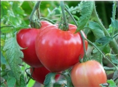 Tomato Batianya