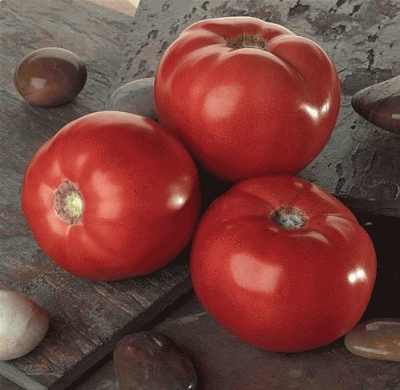 Bella Ross paradajz