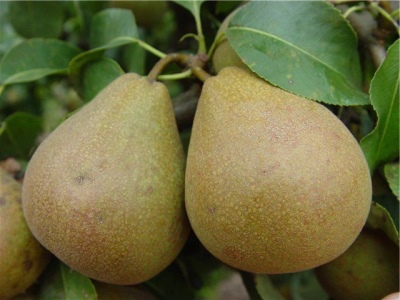Pear Belorussian late