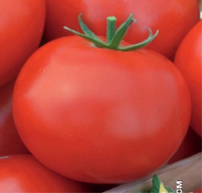 Tomato White filling