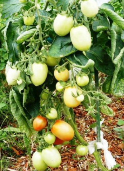 Benito tomaat