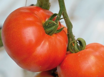 Berberana tomato